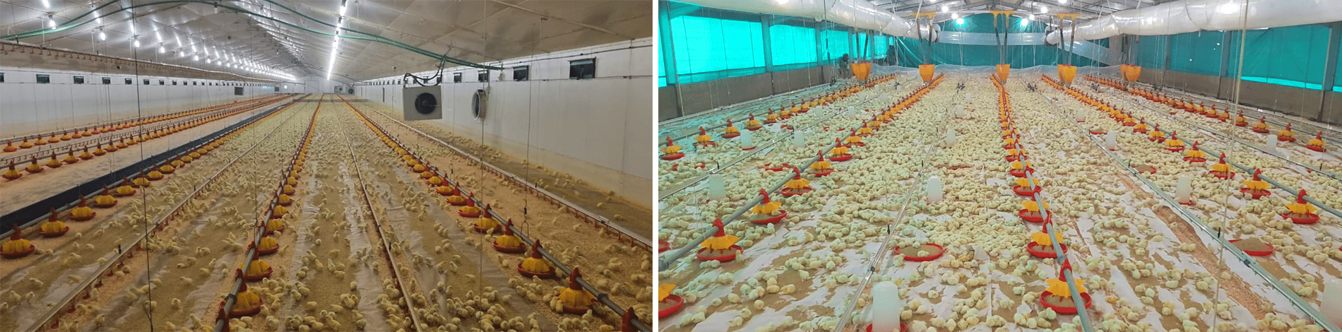 Brooding house - open-sided and closed