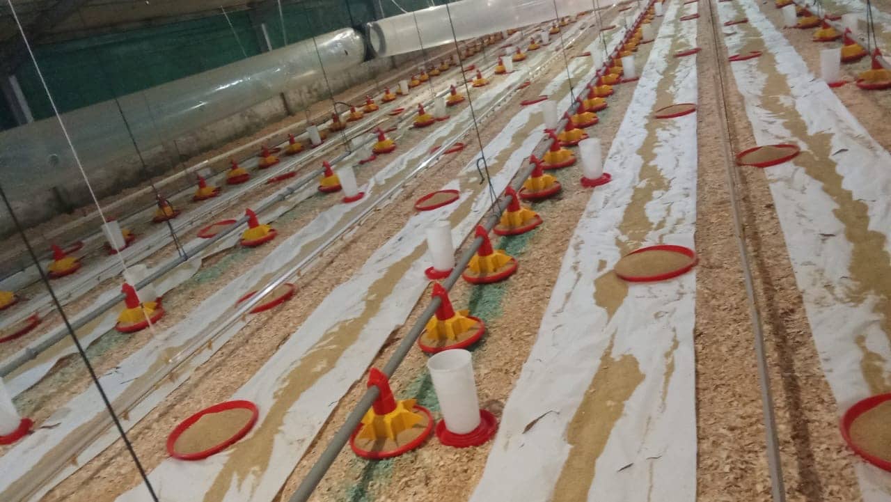 Brooding Management Preplacement